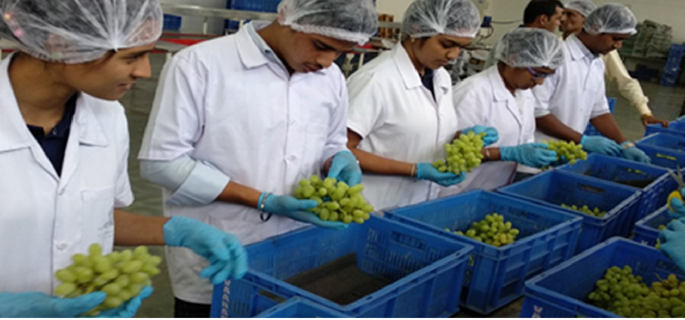 Students work at Varad Grapes Export Unit At Sakore